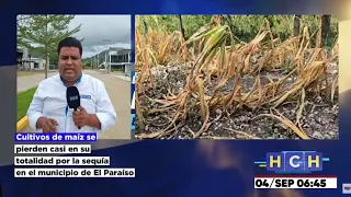 Cultivos de maíz se pierden casi en su totalidad por la sequía que arrasa en El Paraíso