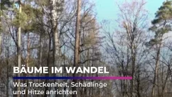 Eiche, Buche, Borkenkäfer: Das sagen die Details I Sachsen Fernsehen Eiche, Buche, Borkenkäfer: Das sagen die Details I Sachsen Fernsehen