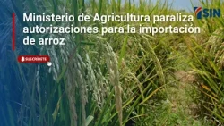 Agriculture Ministry freezes rice import permits