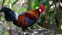 ?? Редкая встреча: красный джунглевый петух на Хайнане