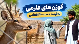 A Look at Deer Prices in the Kabul Market / نگاهی به قیمت گوزن در بازار