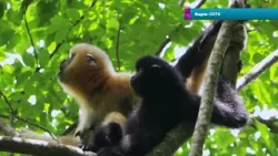 ???На острове Хайнань восстанавливают популяцию редких гиббонов
