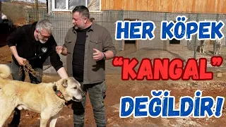 Her Köpek, Kangal Değildir!