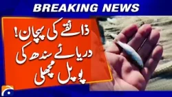 Indus River’s Popal Fish Recognized as a Unique Traditional Taste | Geo News