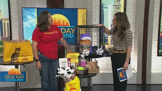 New Day Cleveland: Hollywood Feed