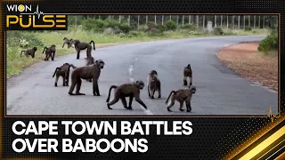 Cape Town's Anti-Baboon Plan Sparks Massive Public Outcry | WION Pulse