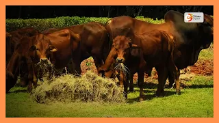 Wafugaji Kajiado wafunzwa mbinu za kisasa za kuhifadhi lishe ya mifugo