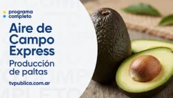 Avocados: Consumption is growing in Argentina - Aire De Campo Express