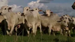 Preços da manga recuam no Vale do São Francisco, diz Cepea