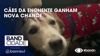 Cães resgatados na enchente são preparados para ajudar em hospitais