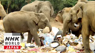 Elephant Encounters: Why Are They Surging? - IMPACTS: Climates Change the World