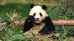San Francisco Zoo to receive giant pandas from China, mayor announces