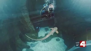 St. Louis Aquarium’s Shark Canyon offers daily dives with live sharks