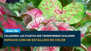 Caladiums: The plants that transform any space with a burst of color
