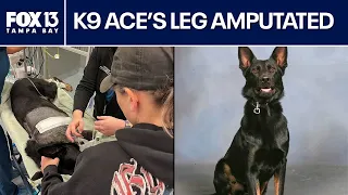 Polk County K9's leg amputated after shootout with suspect