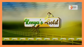 Kenya's Gold feature | Cabbage, skuma wiki and chicken