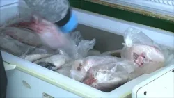 Cierran sector de Última Esperanza por Marea Roja