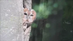 Uilen (Natuurlijk! 22-12-2025)