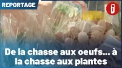 De la chasse aux oeufs... à la chasse aux plantes