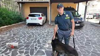 Drug-detection dogs: the true stars of the Teramo summer