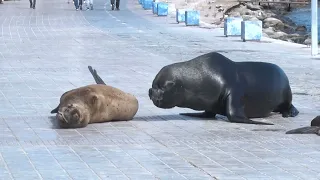 What you should never do with a sea lion