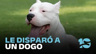 Neighbor shoots Dogo Argentino that entered his home