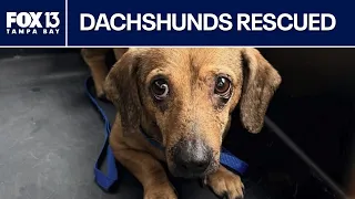 Dachshunds rescued from hoarding situation in Florida