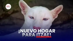 ¿Qué pasó con Itzae? La puma albina estrenará nuevas instalaciones en Nicaragua