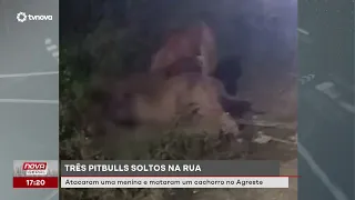 Three loose pit bulls attack girl and kill dog in the Agreste region | #NovaGeral