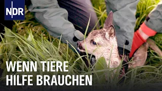 Im Einsatz für Wild- und Nutztiere: Zwischen Rehkitzrettung und Tierklinik | die nordstory | NDR Dok
