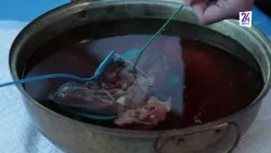 Сургутские кардиологи оттачивают свои навыки на свином сердце
