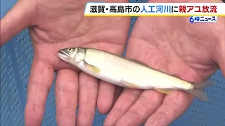 Release of adult ayu begins in artificial river; aiming for stable catch levels in Lake Biwa; tot...