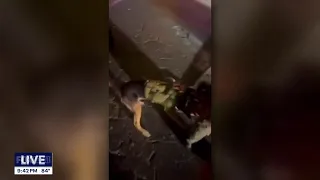 Family disputes police account after K-9 unit deployed