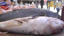 Nan okazyon peryòd paskal la plizyè machann pwason nan mache Pétion -ville fè konnen pa gen lavant.