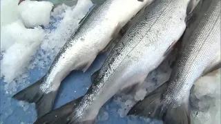 ‘Shocking’: Fraser River sockeye return falls to 3 million from predicted 8 million
