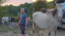 Drąsių žirgų laukuose apsupti Sutkai: nustebom, kad jie moka atidaryti automobilio duris