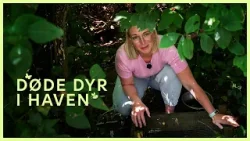 Fra prydhave til legeunivers - med døde dyr i baghaven