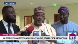 FG Sets Up Committee To Accelerate Wheat, Staple Crop Production