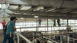 Fewer cattle, higher prices: Texas ranchers finally see profits as beef supply tightens