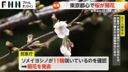 東京都心で桜の開花発表　靖国神社標本木のソメイヨシノが11輪咲く　平年より5日遅く開花