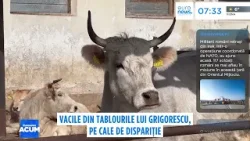 Vacile din specia „sura de stepă”, imortalizate de Grigorescu, pe care le dispariție în România