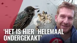 Enorme groep spreeuwen poept Stadionbuurt onder