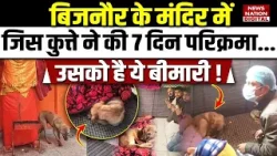Bijnor Viral Dog: Hanuman बिजनौर के Temple में जिस कुत्ते ने की 7 Days परिक्रमा,उसको है ये Disease! Bijnor Viral Dog: Hanuman बिजनौर के Temple में जिस कुत्ते ने की 7 Days परिक्रमा,उसको है ये Disease!