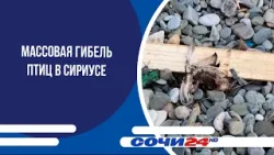 Массовая гибель птиц в Сириусе