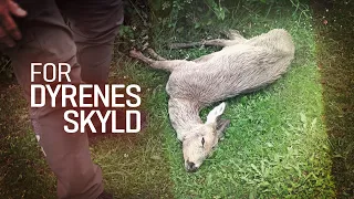 For dyrenes skyld (3:4) Livløst rålam