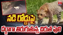 Leopard Roaming on Roads at Kamareddy | Dhoom Dhaam Muchata | T News