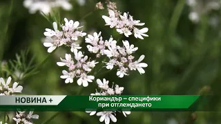 Новини плюс: Кориандър – специфики при отглеждането