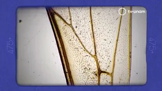 475+ UNAMirada: Bee Systematics Laboratory. Institute of Biology. Capsule 27