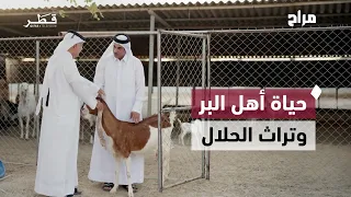 Life of the desert people in Qatar: Between livestock farming, old tales, and folk heritage | Marah
