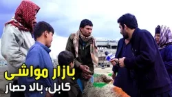 Livestock Market of Bala Hesar / بازار مواشی بالاحصار کابل در گزارش حفیظ امیری